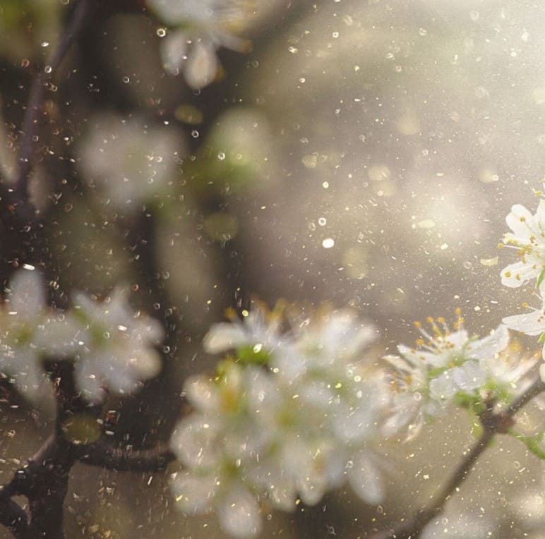 Microscopic view of pollen particles as primary eye allergies causes symptoms relief